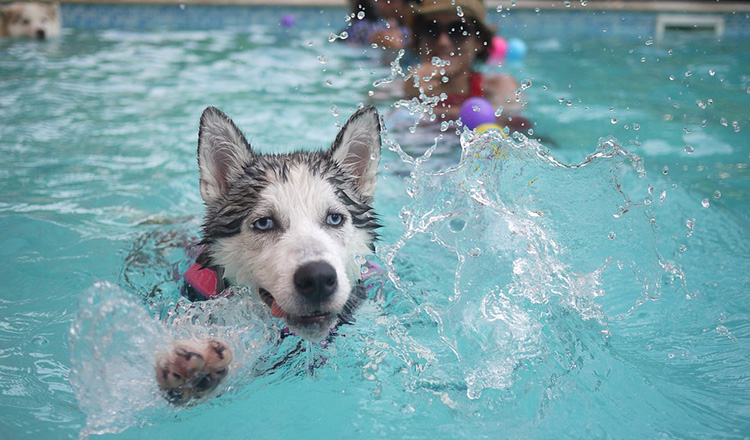 Commercial Pool Care & Cleaning